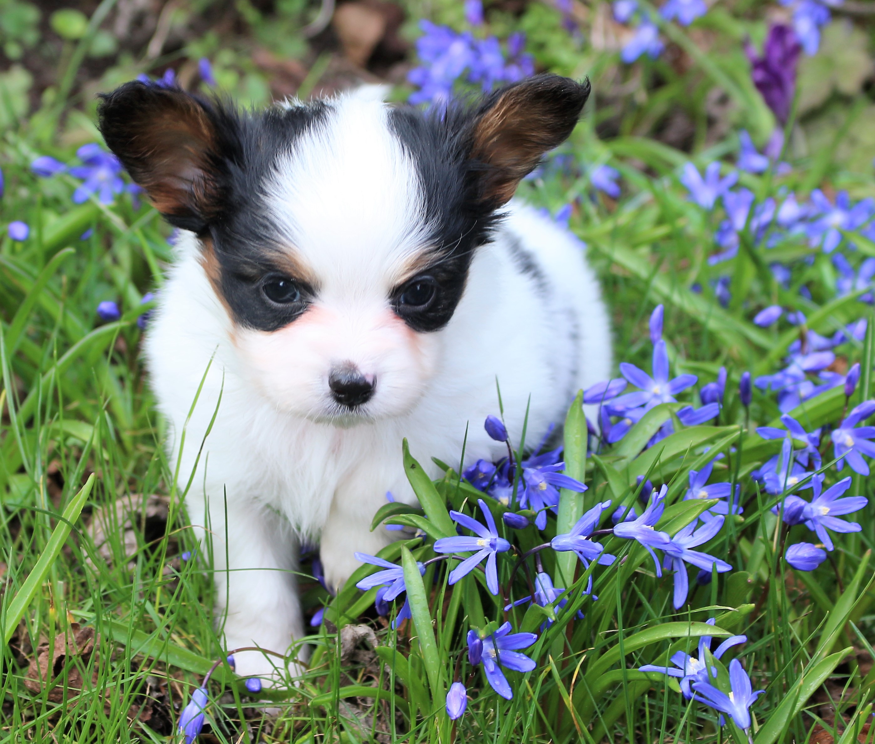 TRUE AND TRUSTY PAPILLON